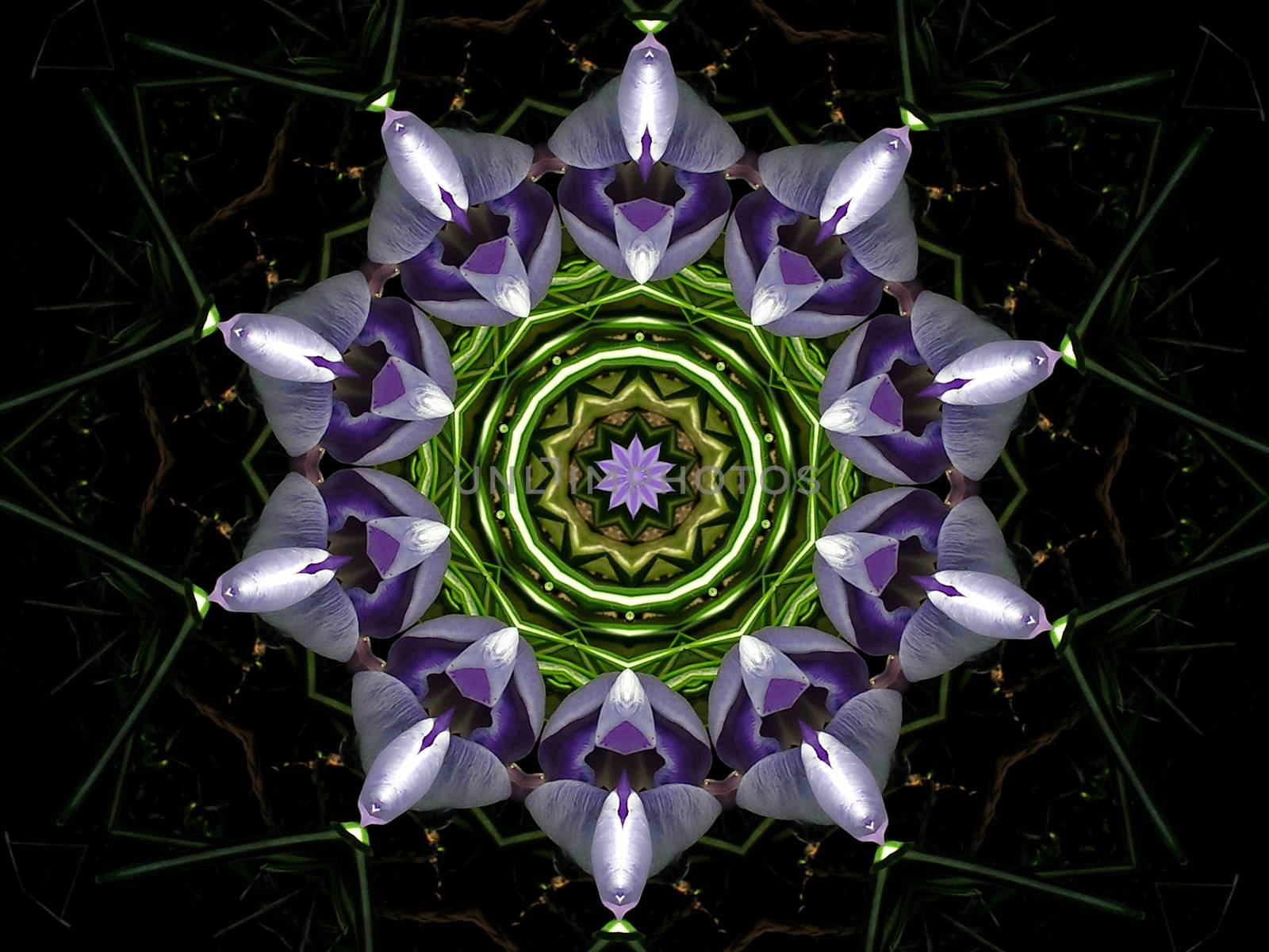 Photo-based illustration abstract / purple flower black background