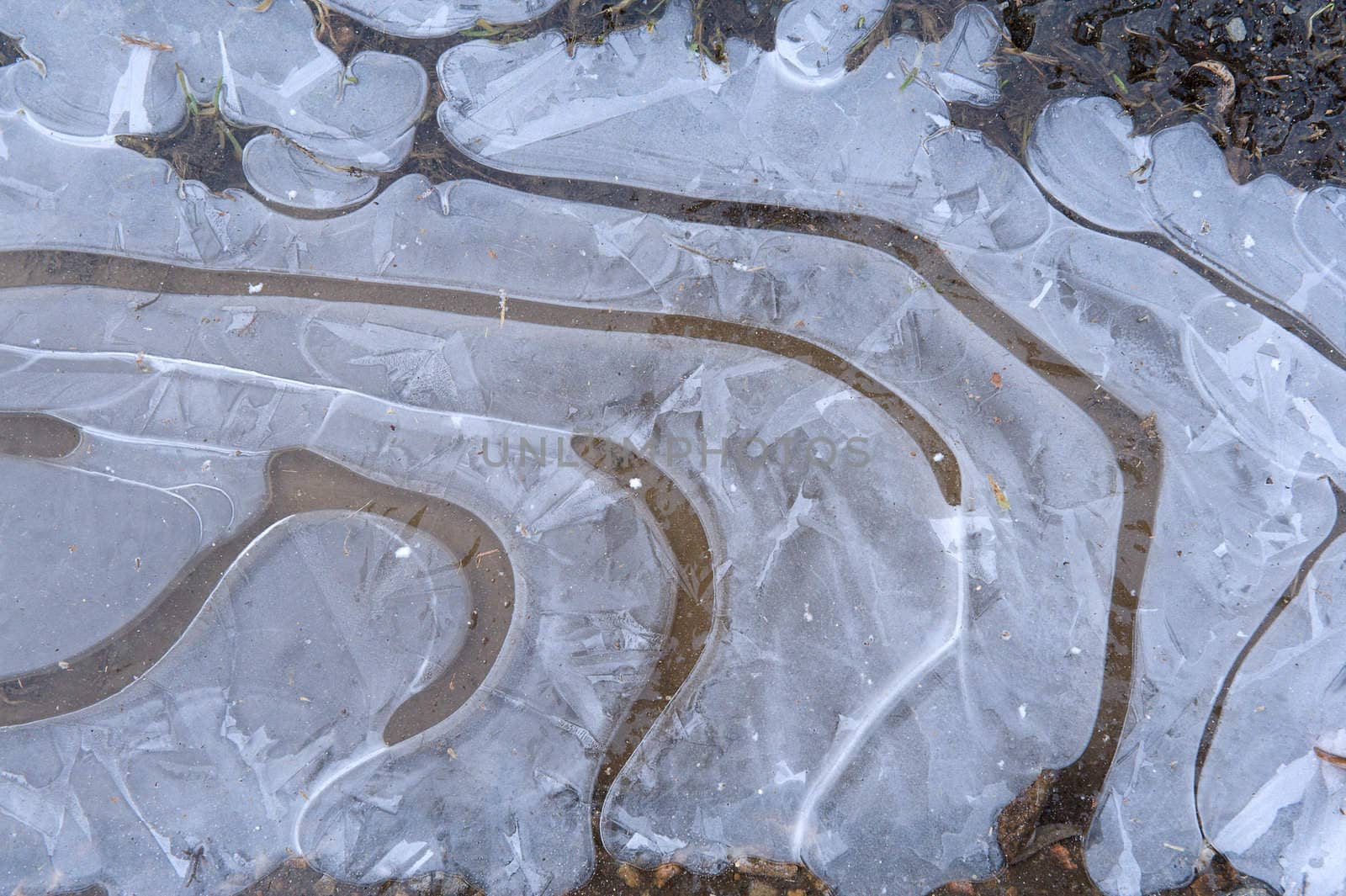 The first frosts. Thin Ice on a puddle surface