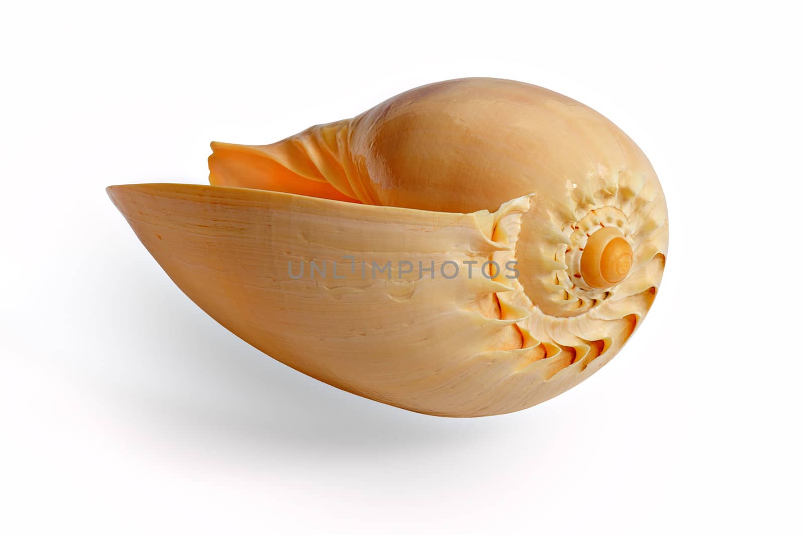 One big shell on the white background.