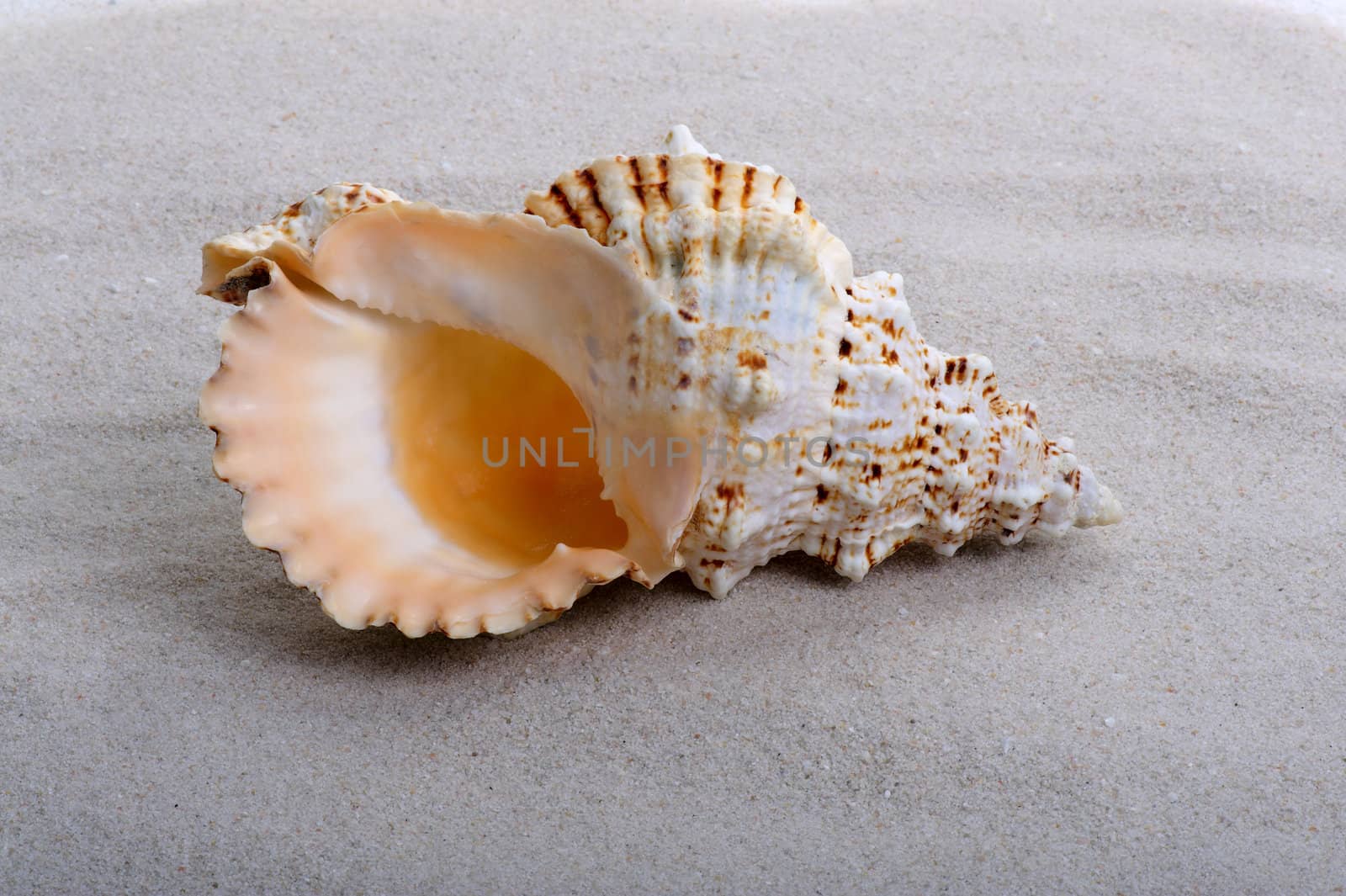 One big shell on the sand background