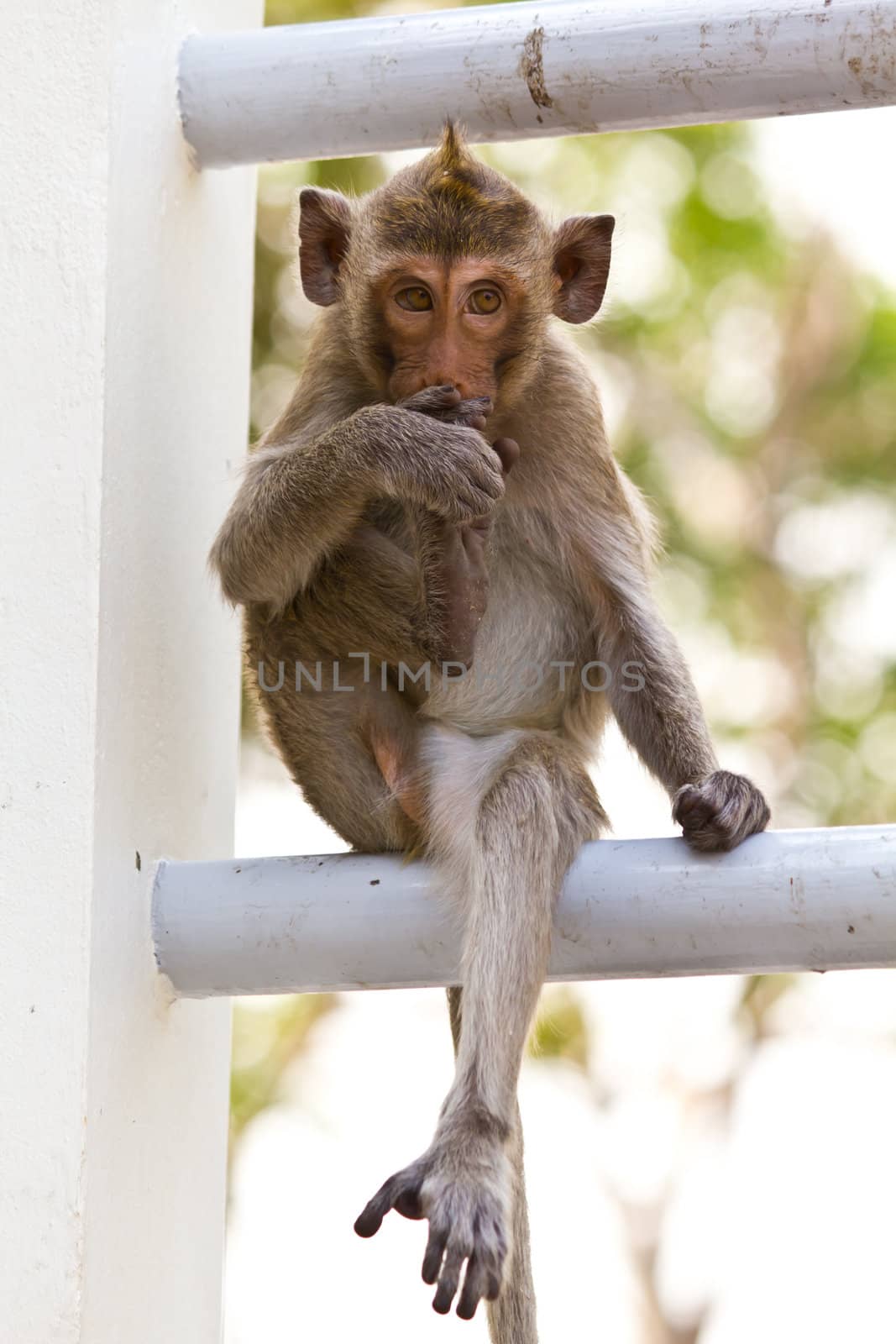 Monkeys cute sitting on a steel fence by lavoview