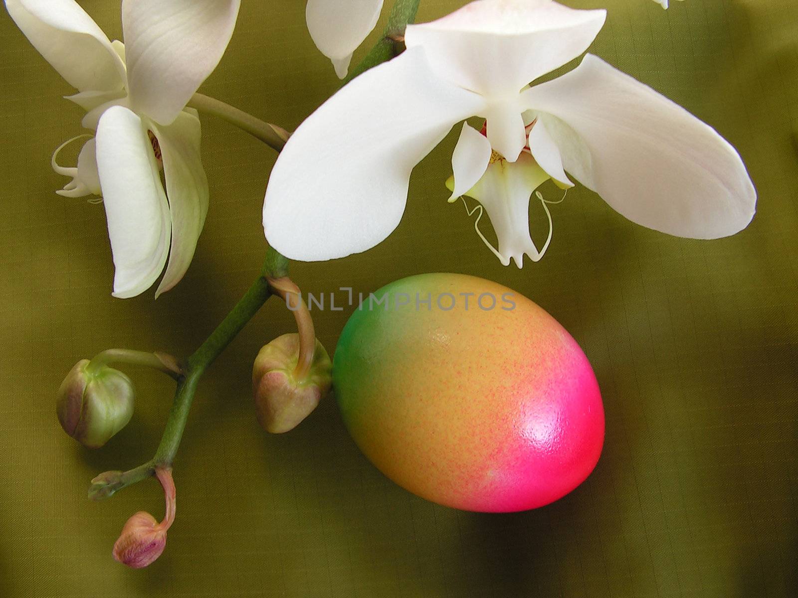 Easter egg with orchid on green checked background