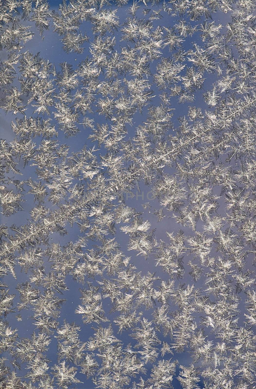 Frost Iceflower  on a glass window
