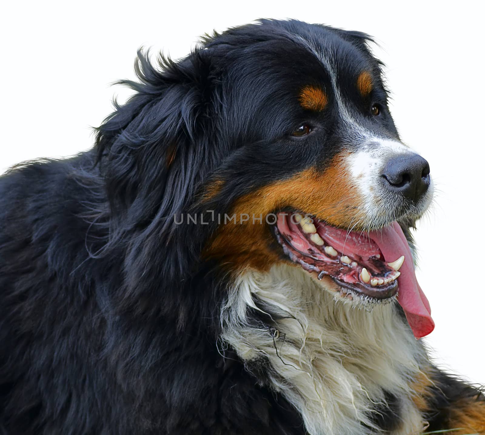 Bernese Mountain Dog It is tired