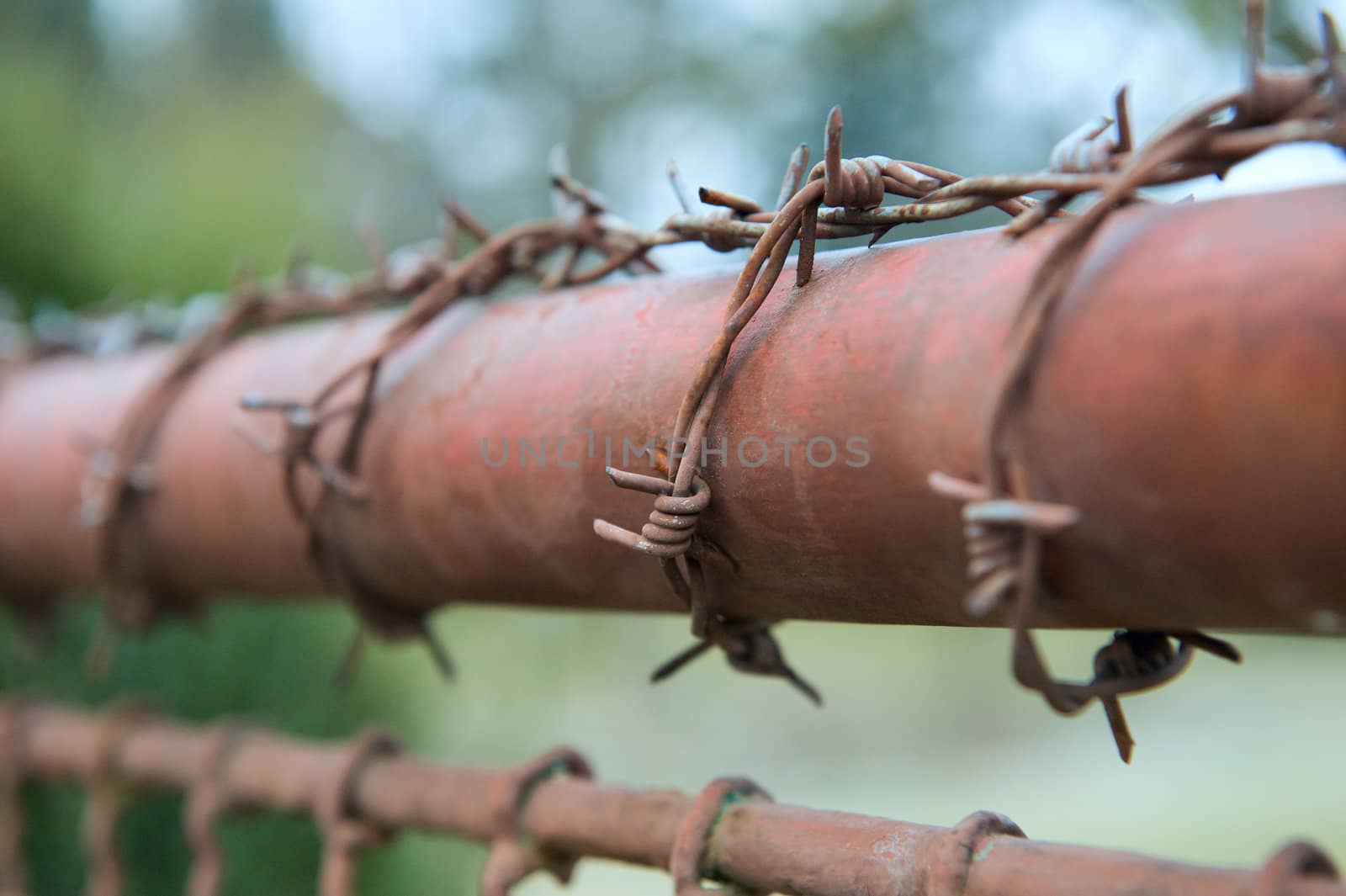 Barbed wire. Small depth of sharpness, macro.