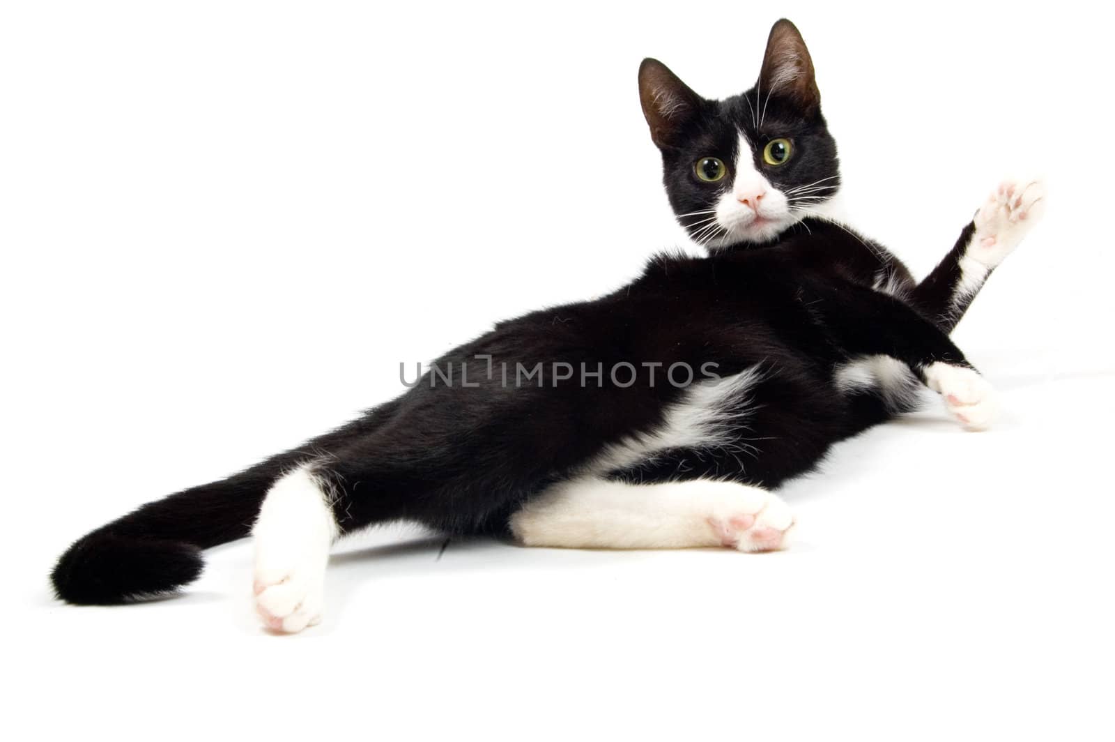 domestic cat is looking at you isolated on white