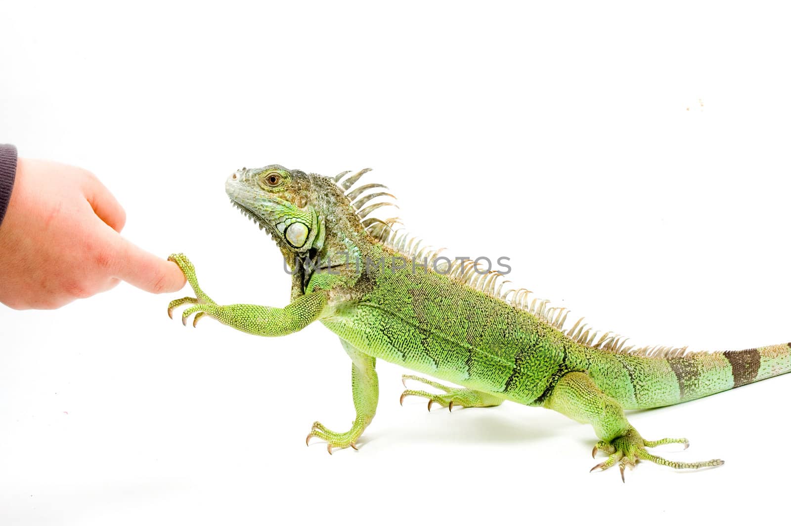 Iguana is shaking hands by ladyminnie