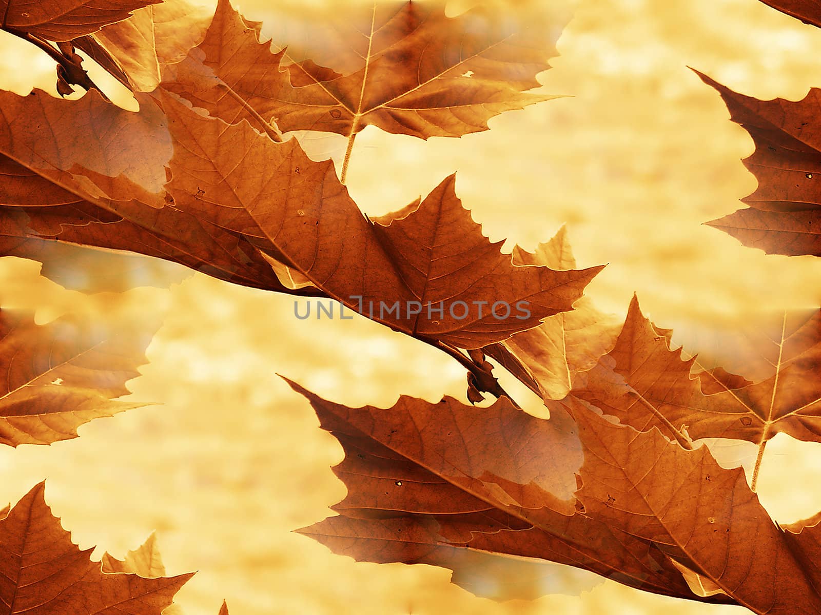 Maple leaf in autumnal park close up