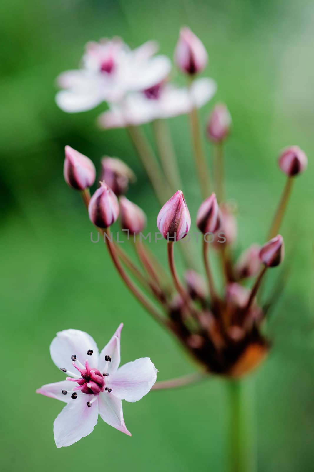 Flowering rush by SURZ