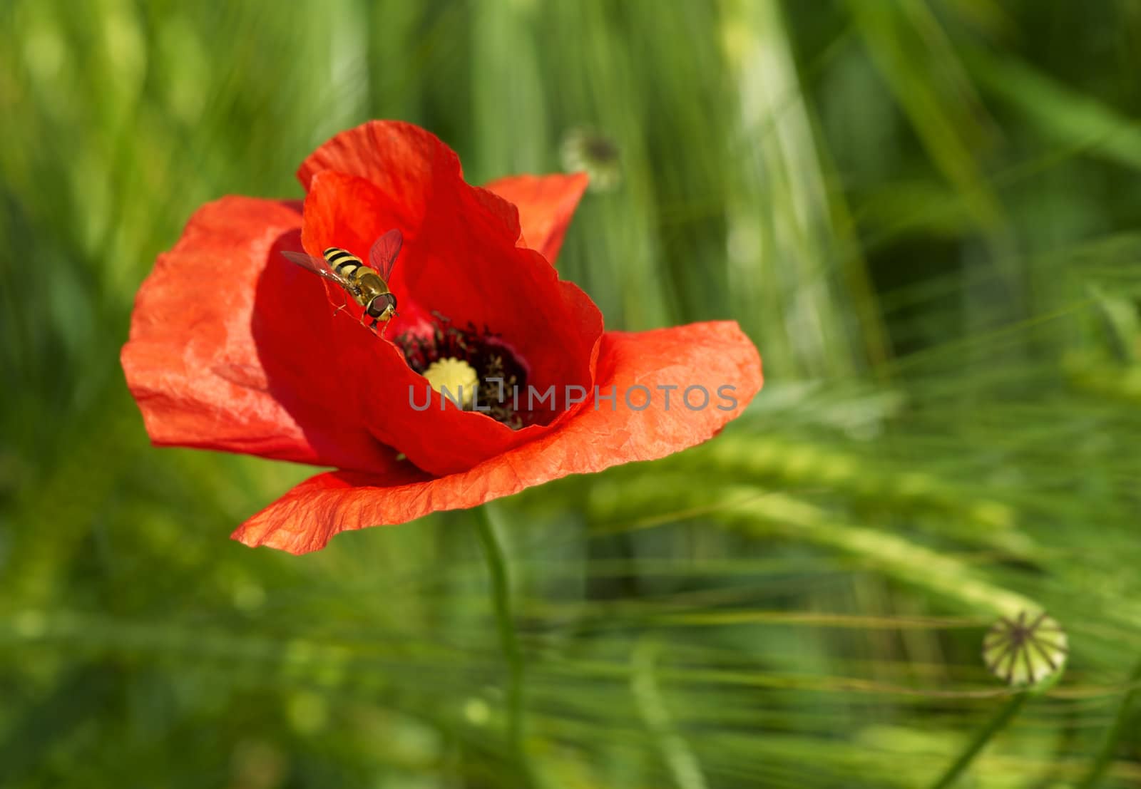 A macro  photo of wasp  on a red poppy