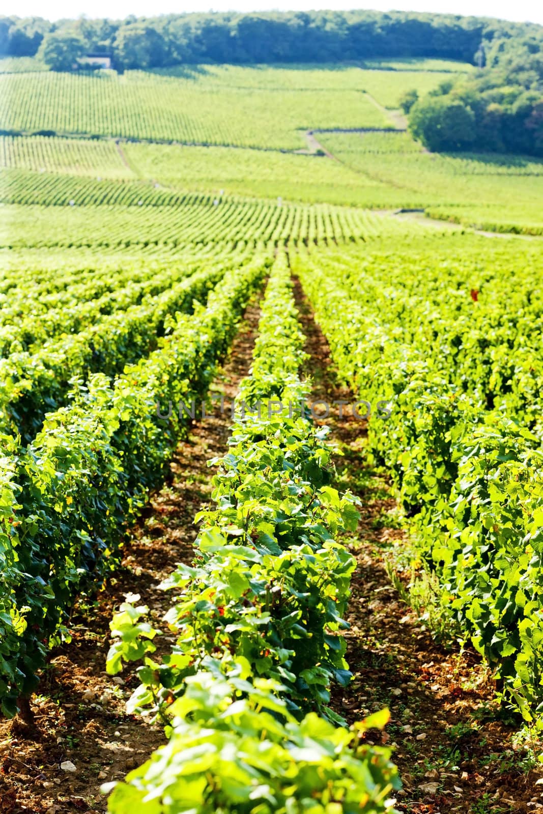 vineyard, Burgundy, France by phbcz
