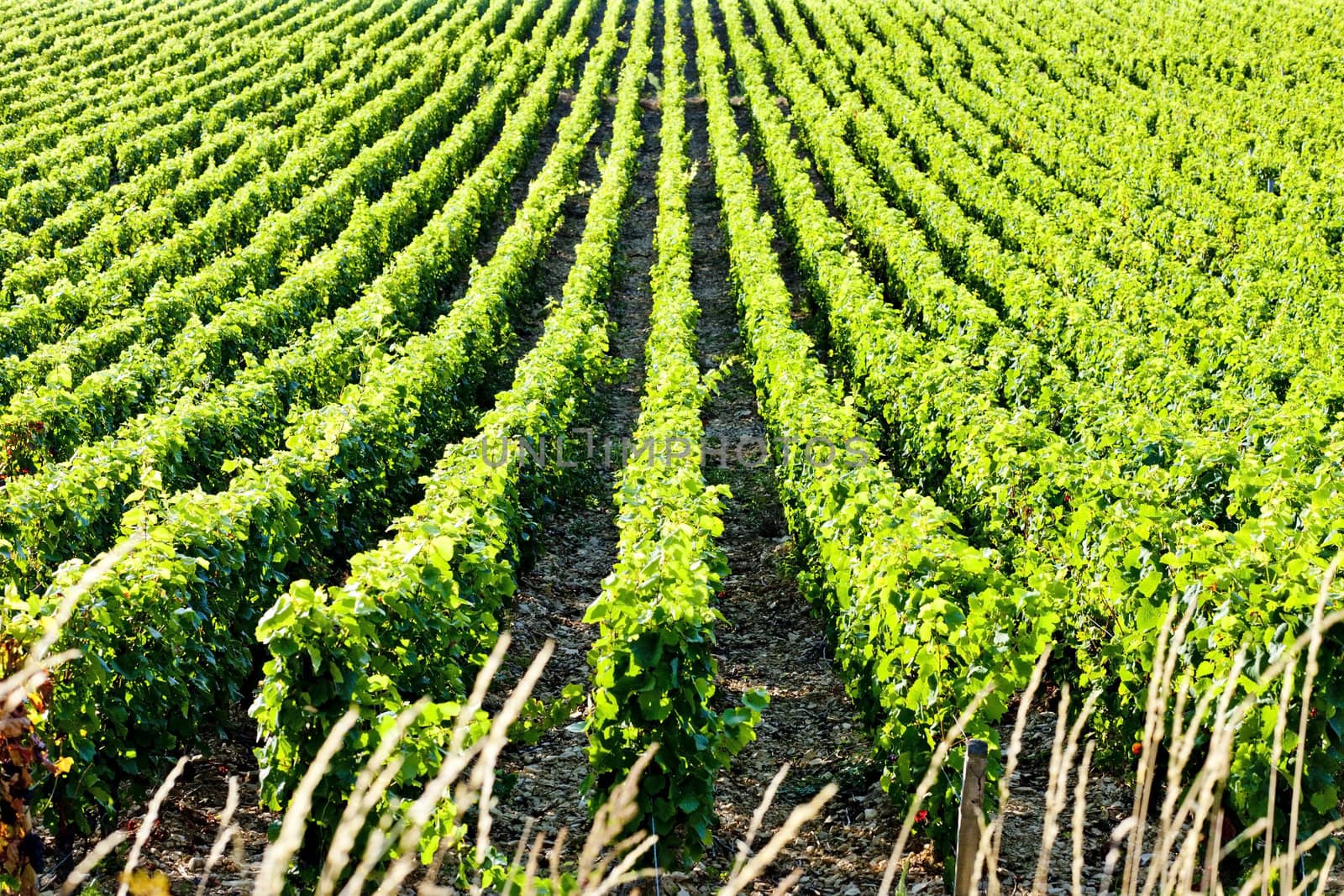 vineyard, Burgundy, France by phbcz