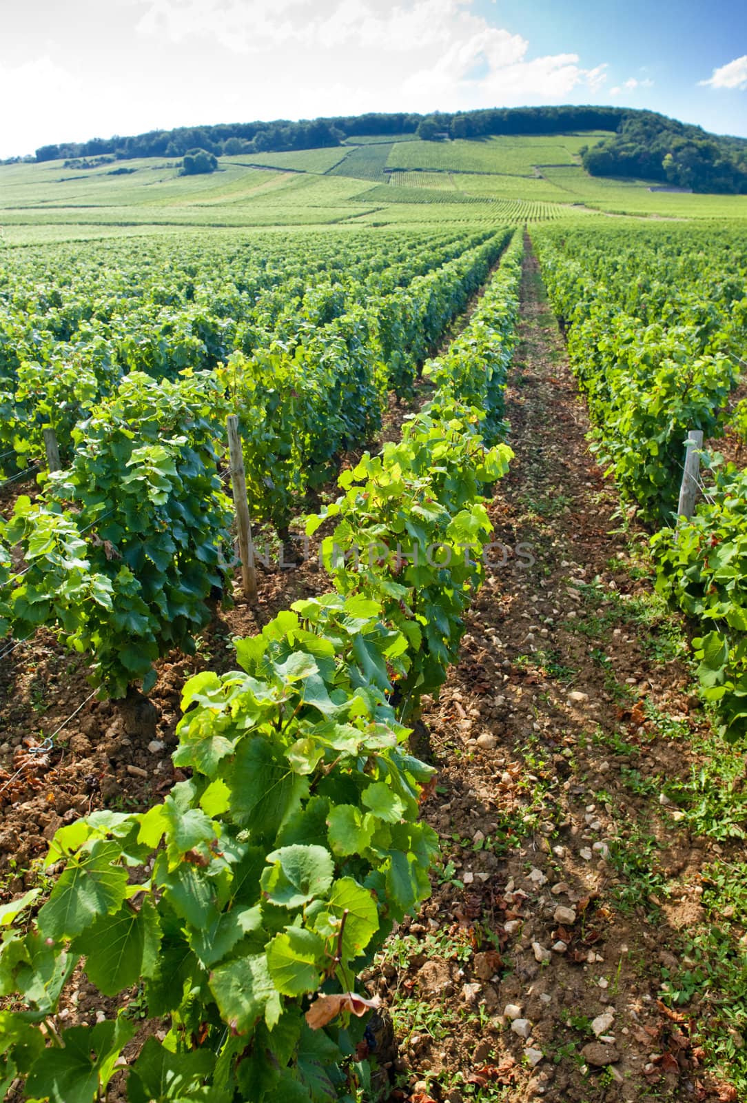 vineyard, Burgundy, France