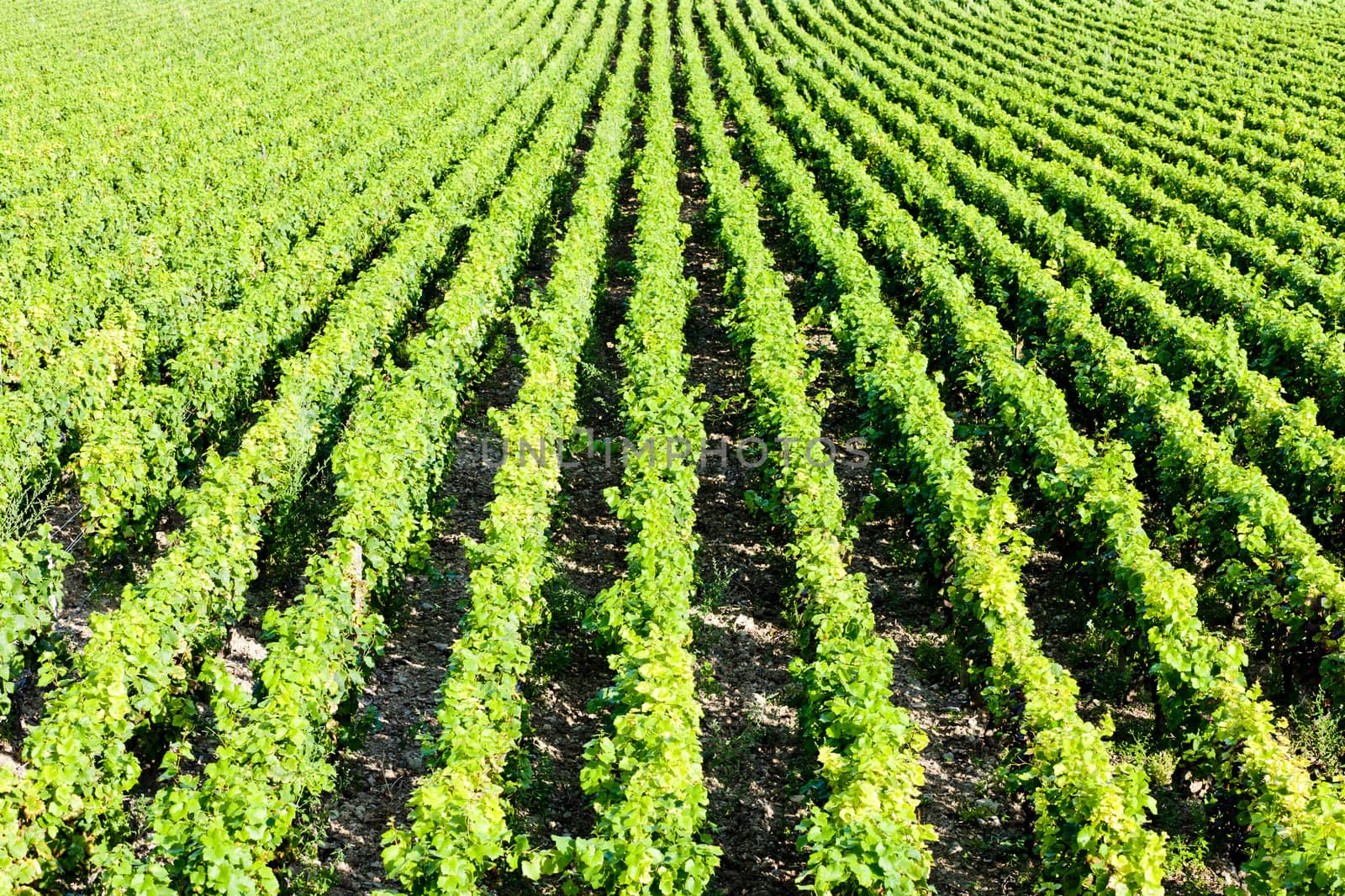 vineyard, Burgundy, France by phbcz