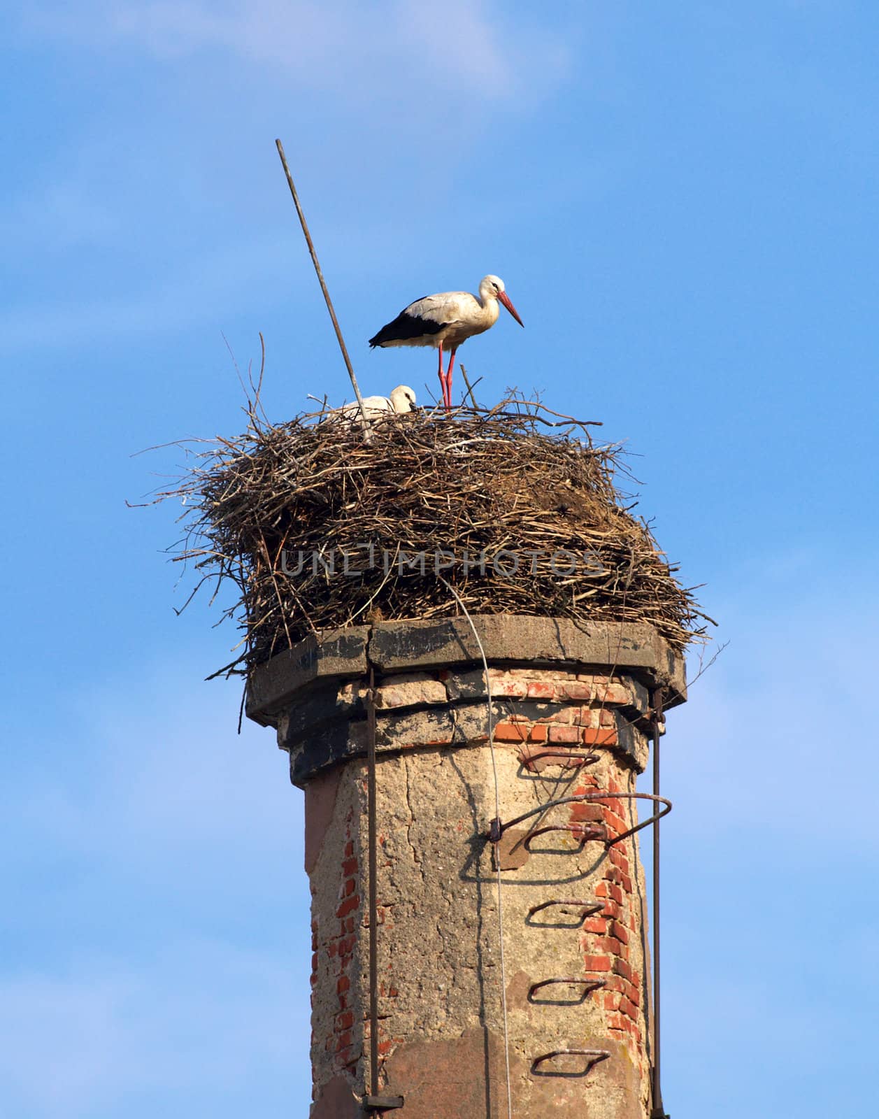A pair of stork in old nest at an old chimney