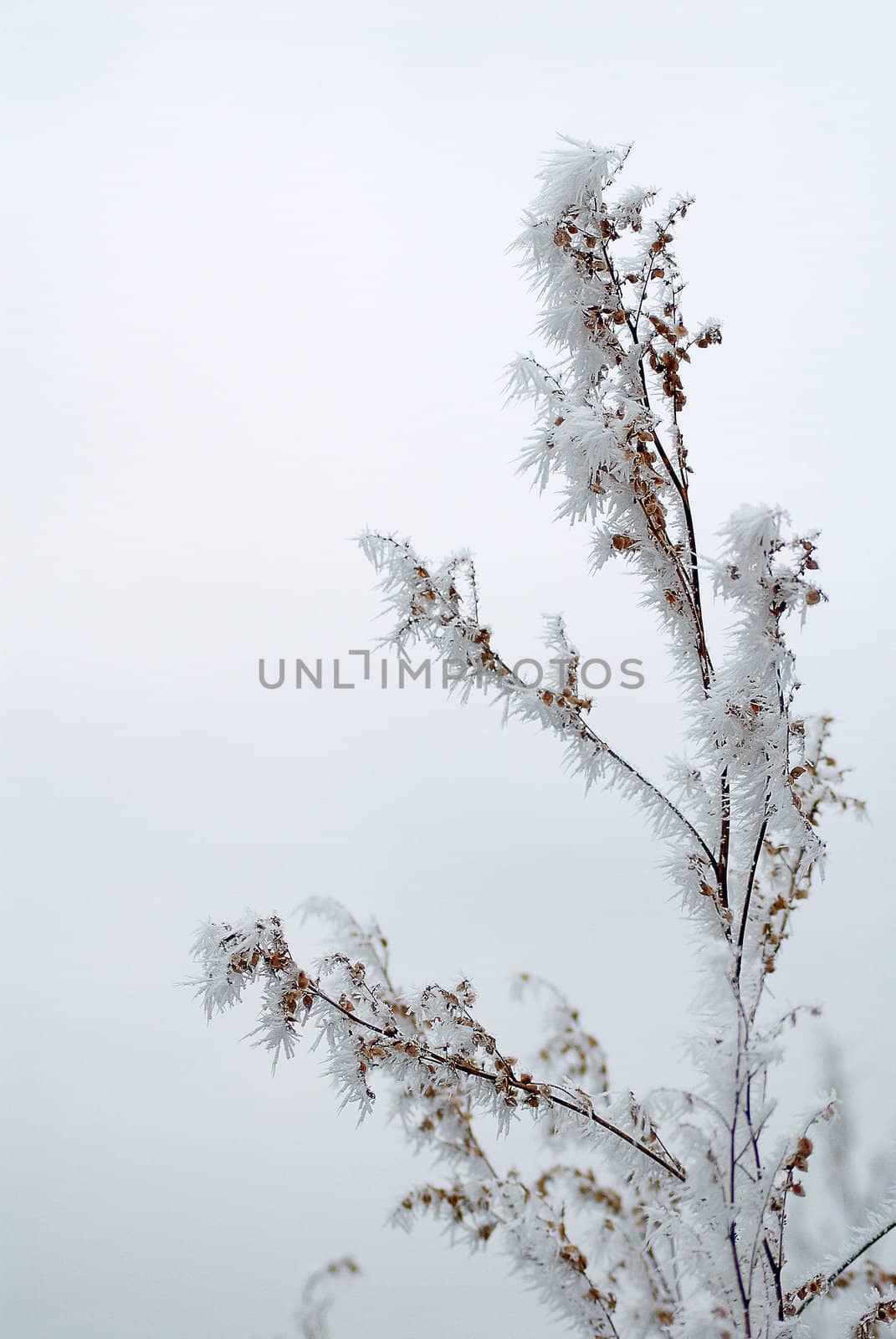 Winter bush branch in hoarfrost. November.