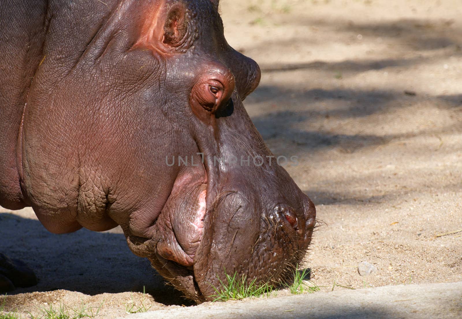 Hippopotamus eating green grass in the Zoo