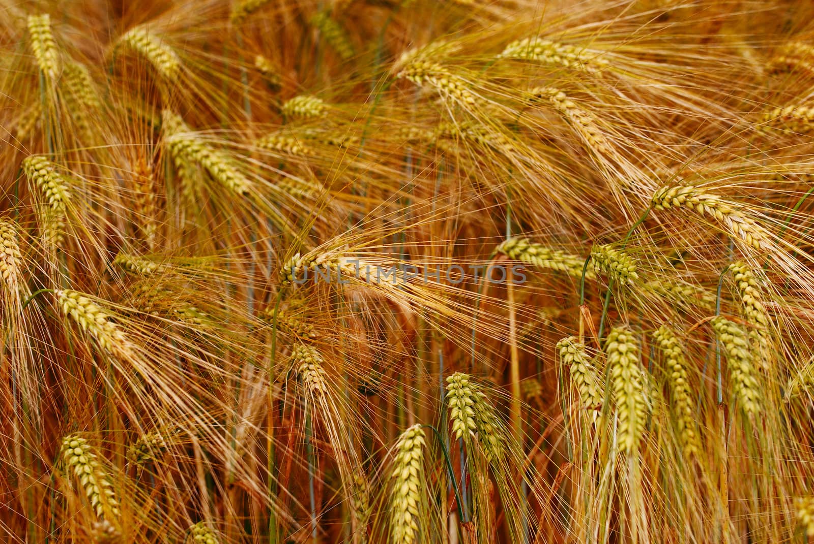 Gold rye field that has begun to ear. 