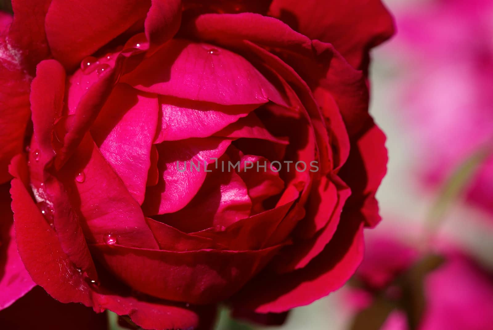 Rose with drop of water. After rain. 