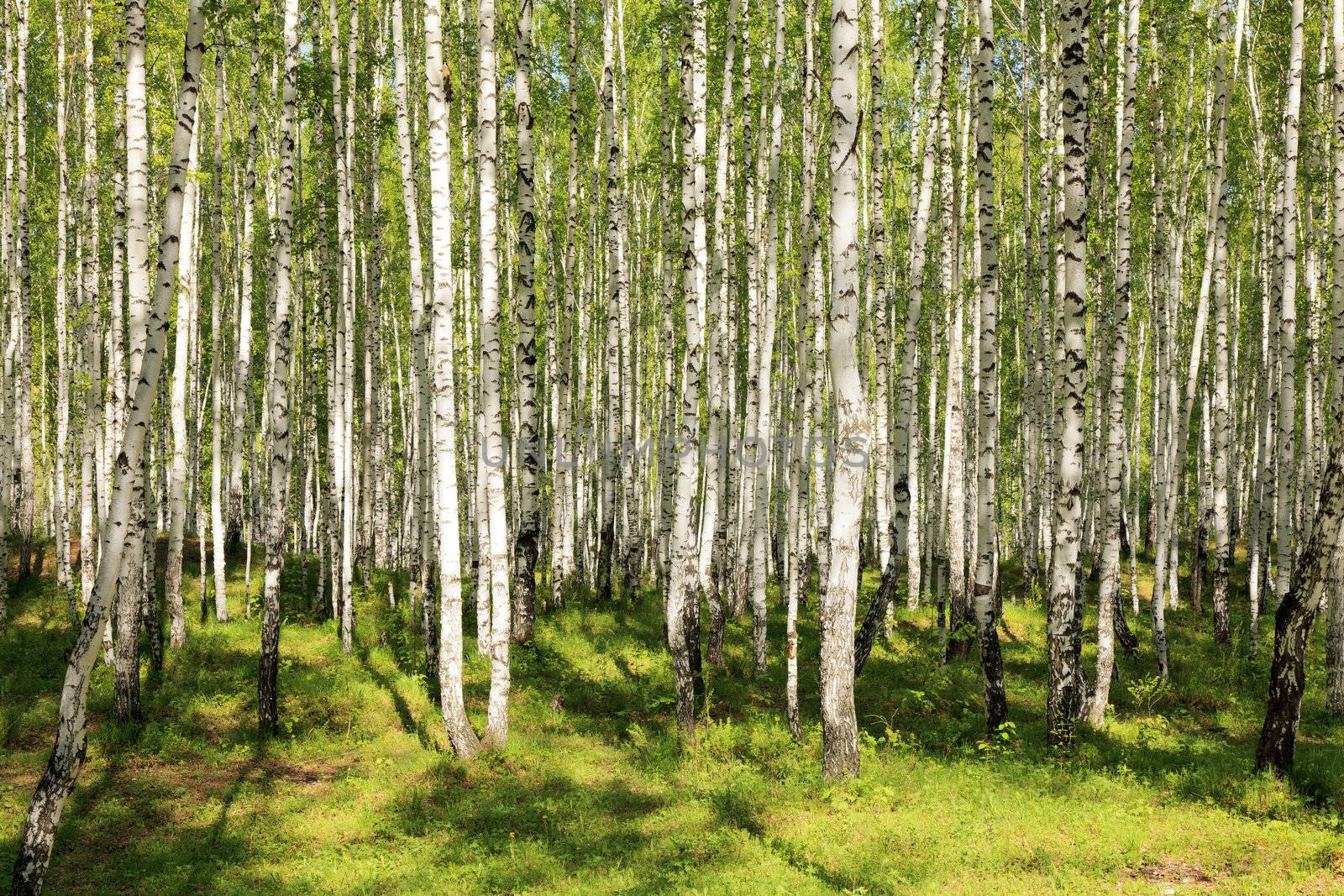 summer green birch forest by Nobilior