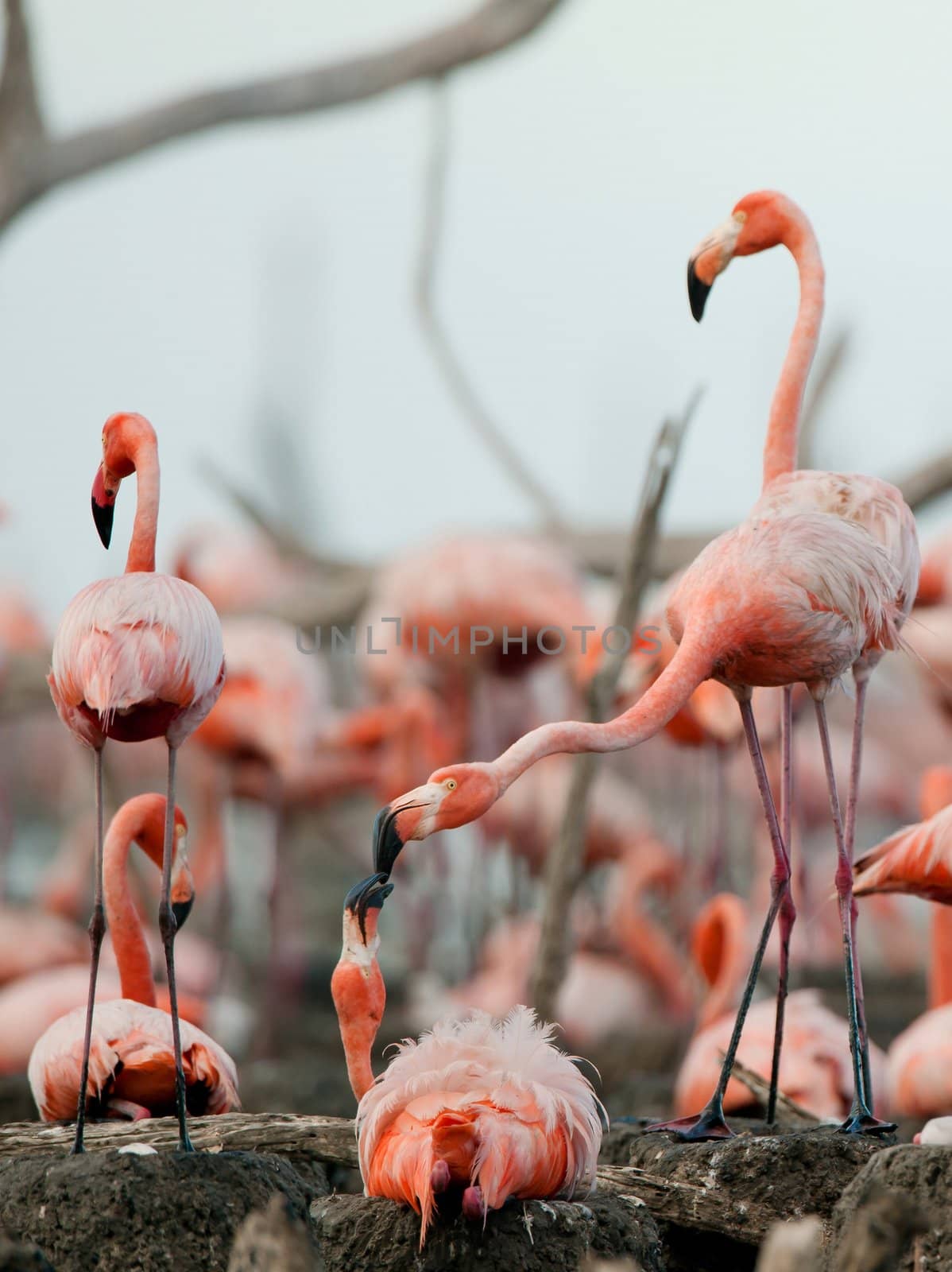 Fighting Great Flamingo  the  on nests. R�o M�ximo, Camag�ey, Cuba.