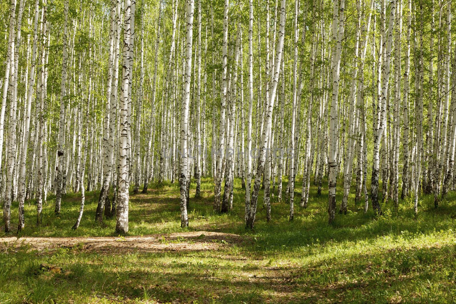 summer green birch forest by Nobilior