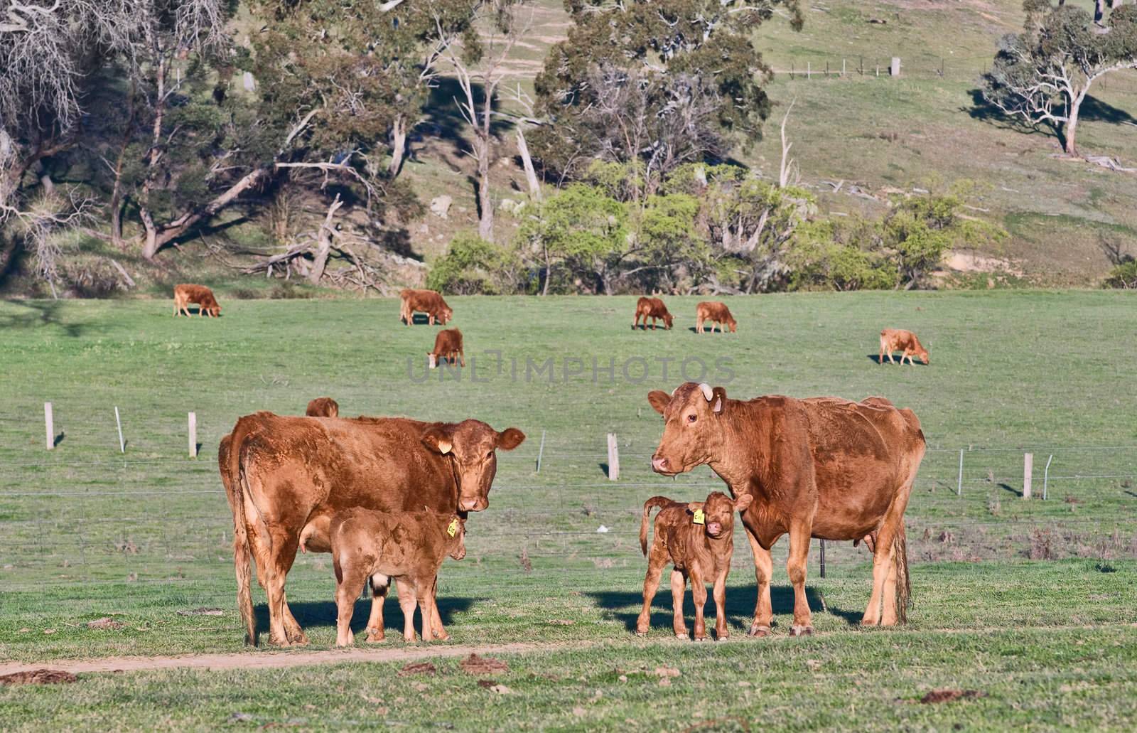 cows in the field on the farm