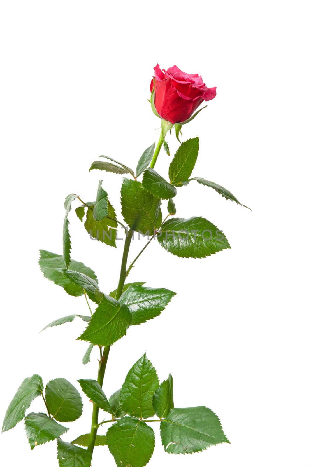 Beautiful red rose, photo on the white background 
