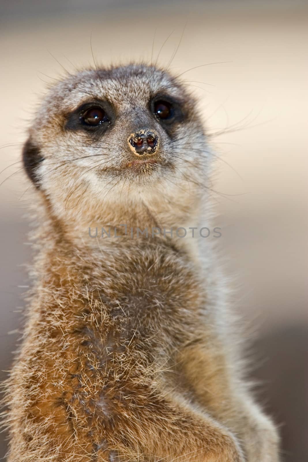 a meerkat turns and looks at the camera