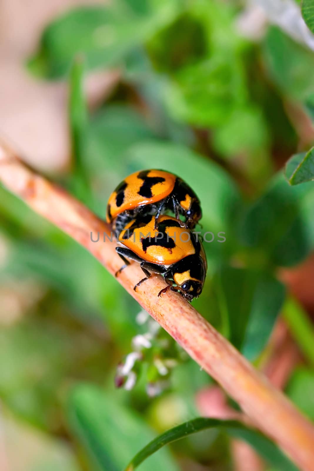 two ladybirds mating on a stick