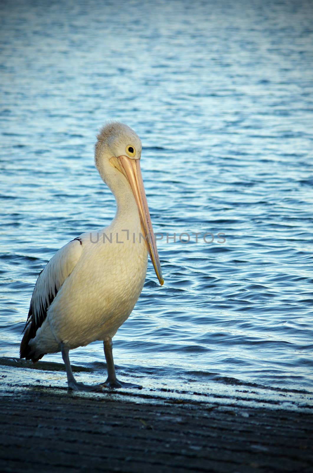 pelican stands at the waters edge at twilight