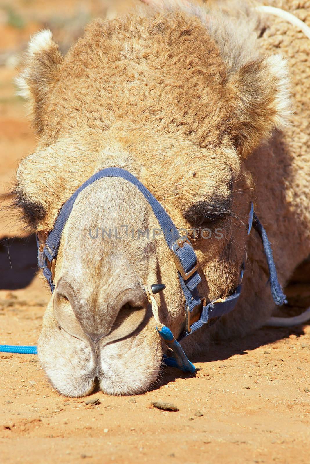 sulking camel
