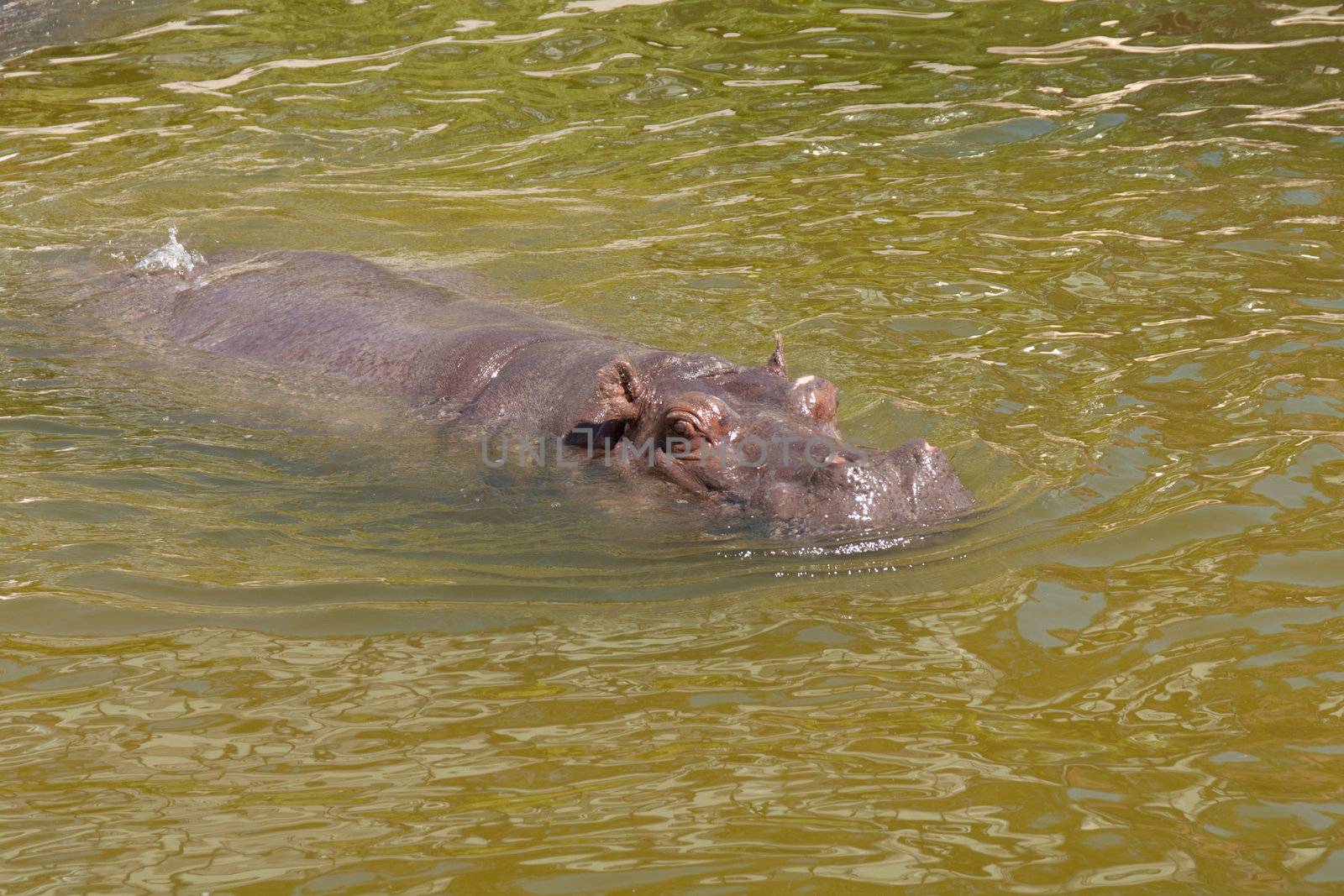 hippo protruding above the water surface