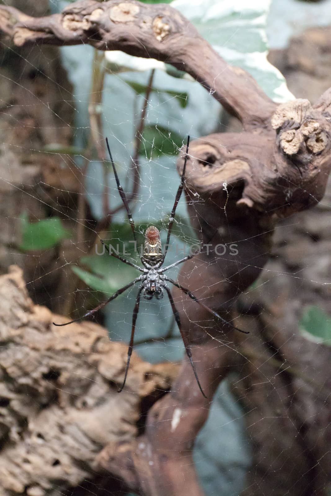 spider sitting on a spiderweb