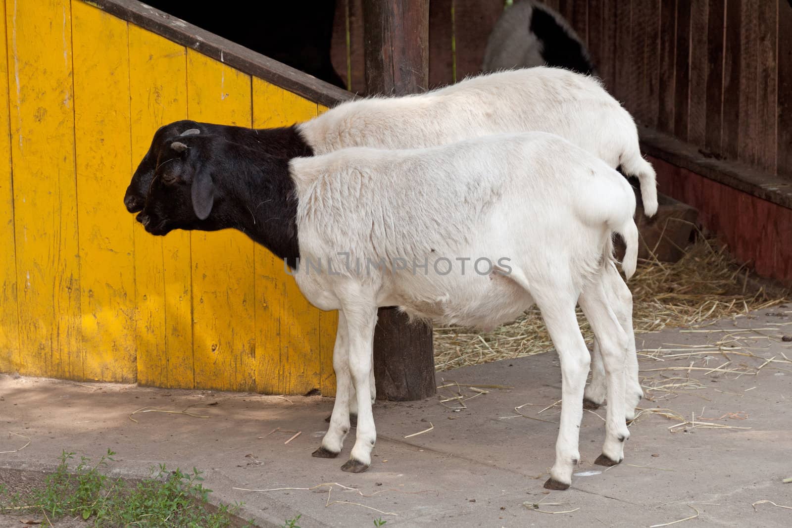 two goats standing in the yard