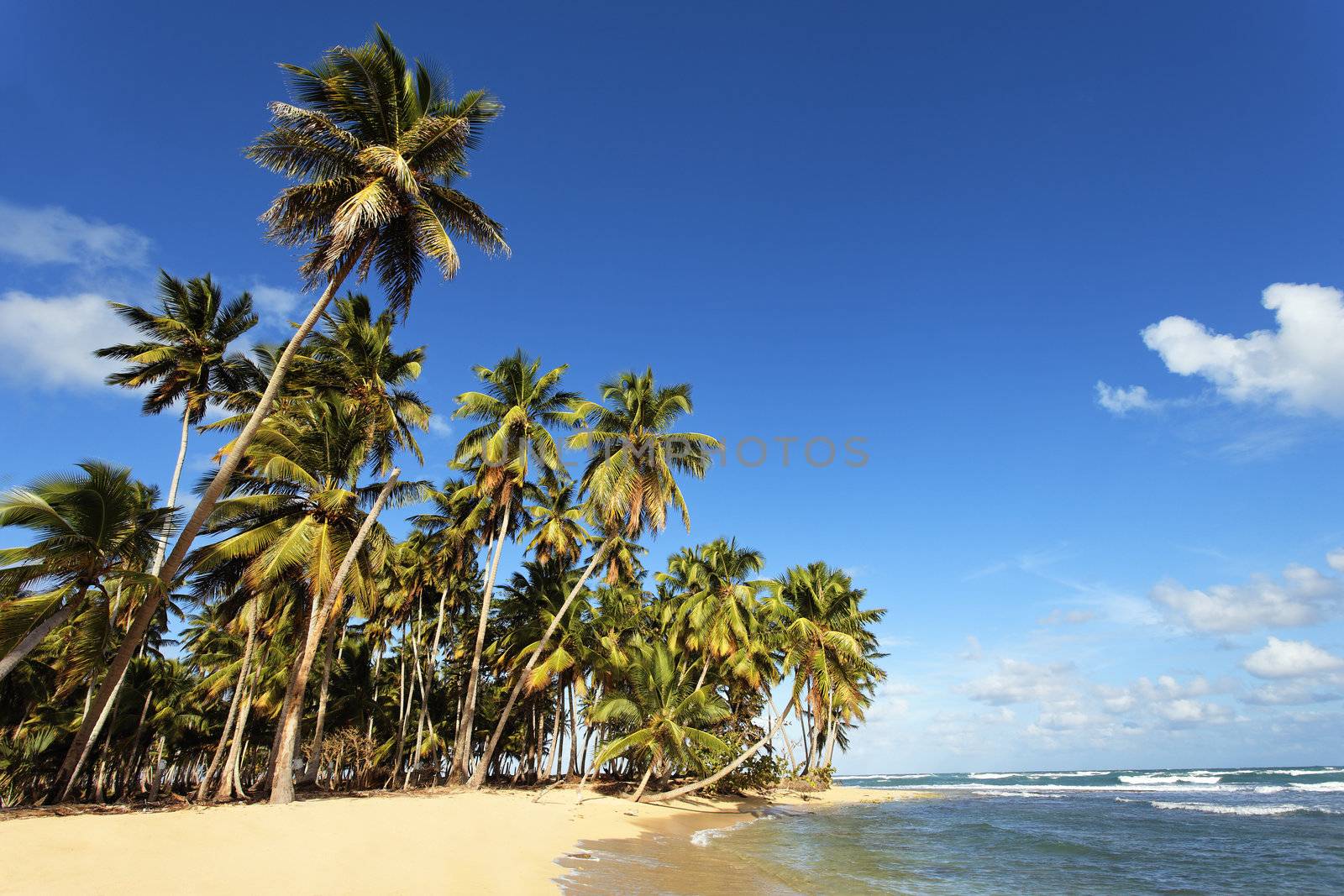 beautiful cara�bean beach with palm trees and blue sky