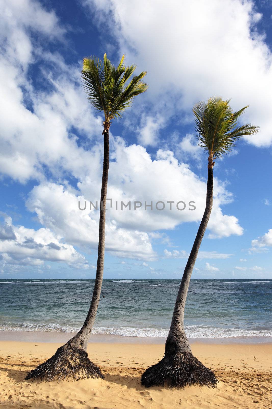 caribbean beach with palm trees and blue sky