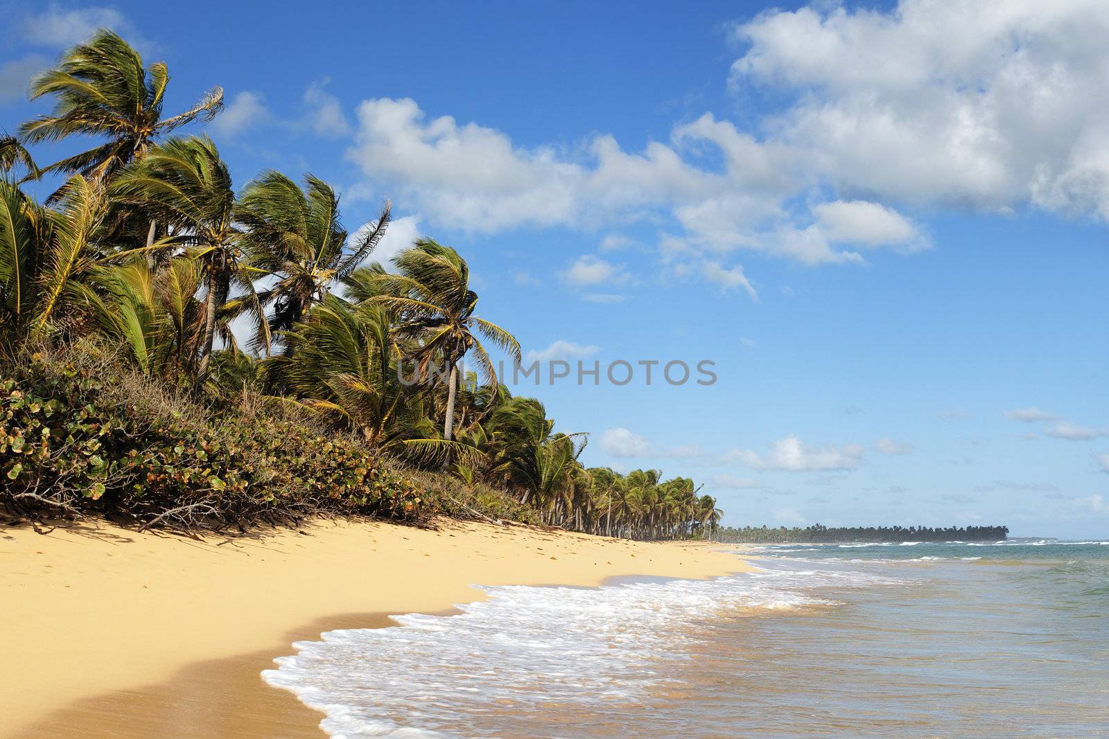 beautiful caribbean beach with palm trees and sky
