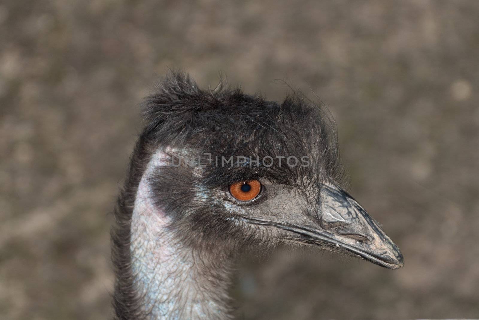 ostrich portrait, close-up head