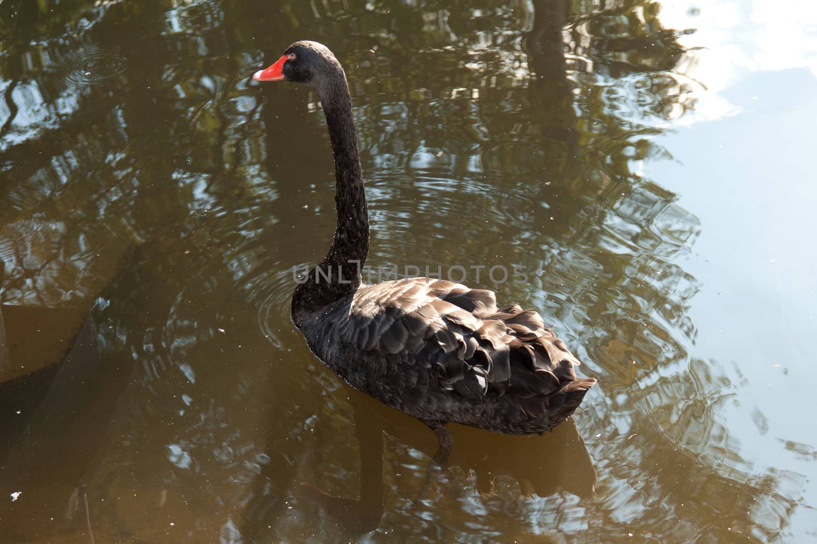 Black swan floating on the lake