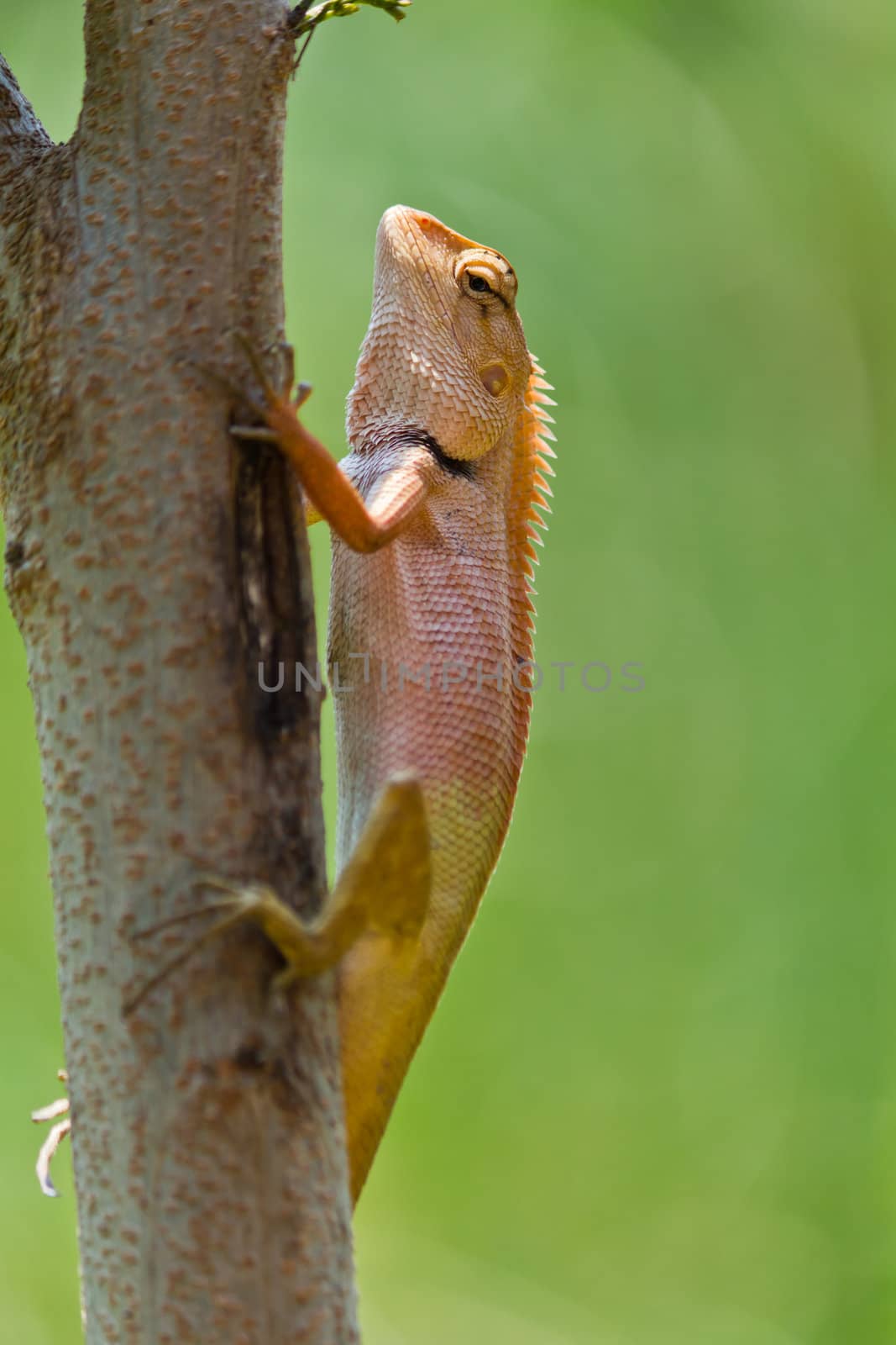 Closeup Thai chameleon on twig in nature