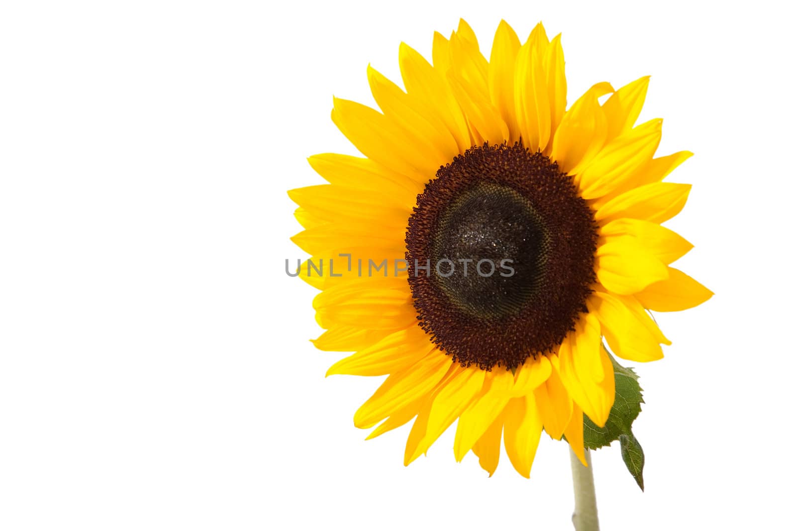 Sunny yellow sunflower isolated over white with green leaves