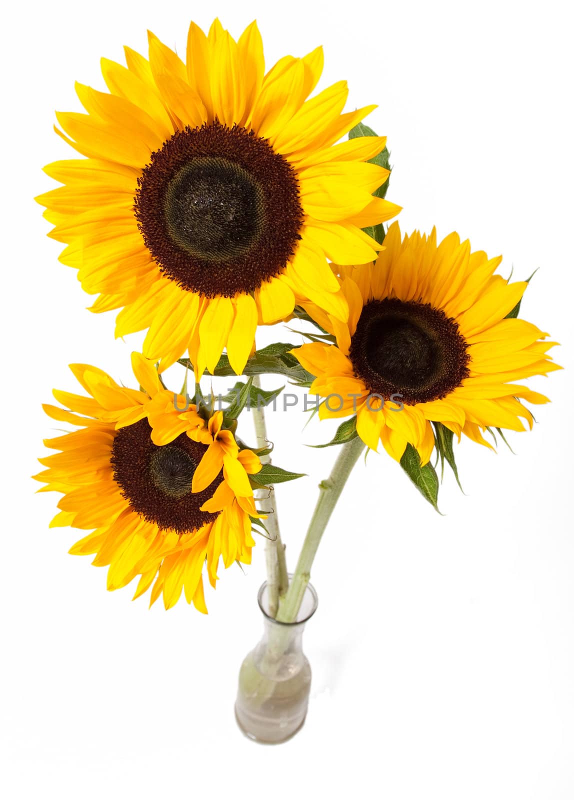 Sunflowers bouquet by alex_garaev