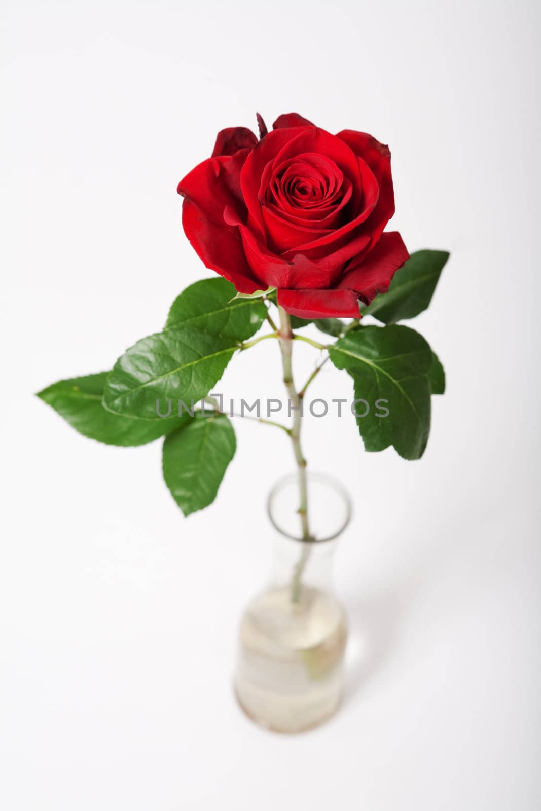 Red rose by alex_garaev
