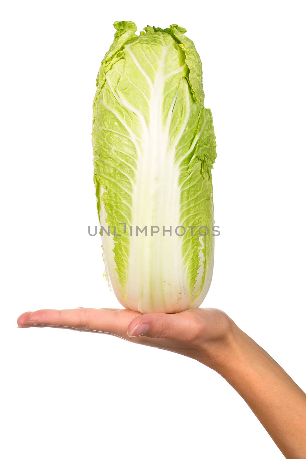 Hand holding napa cabbage isolated on a white background