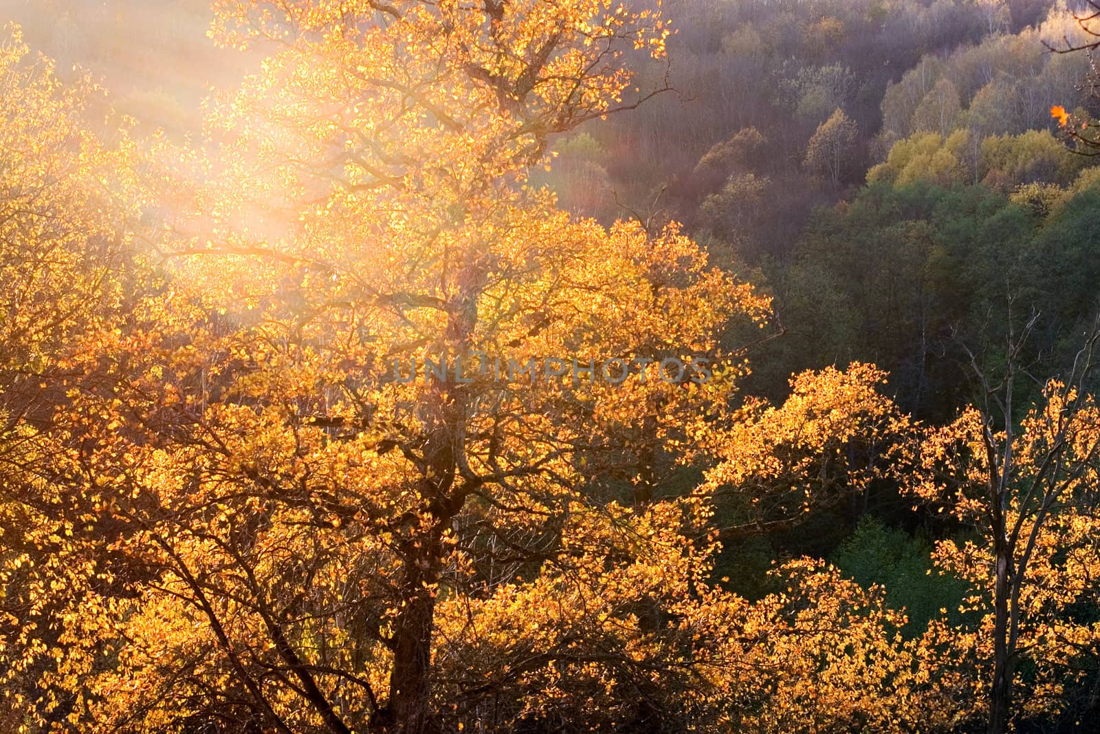 Autumn trees with yellow foliage  in sunlight