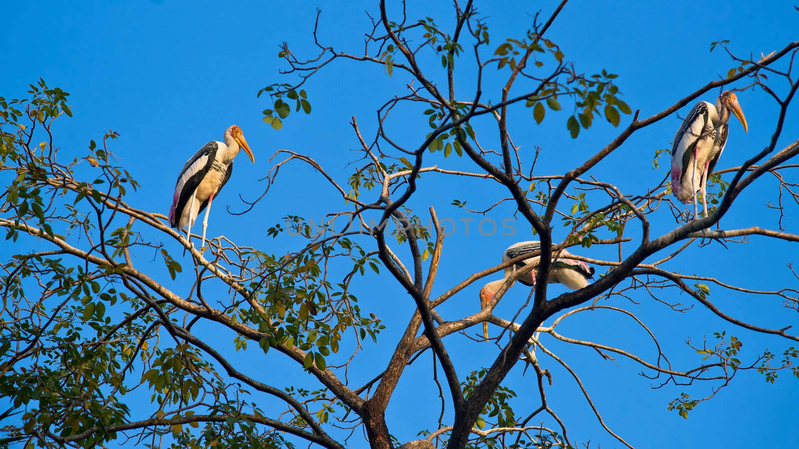 Painted storks by timbrk