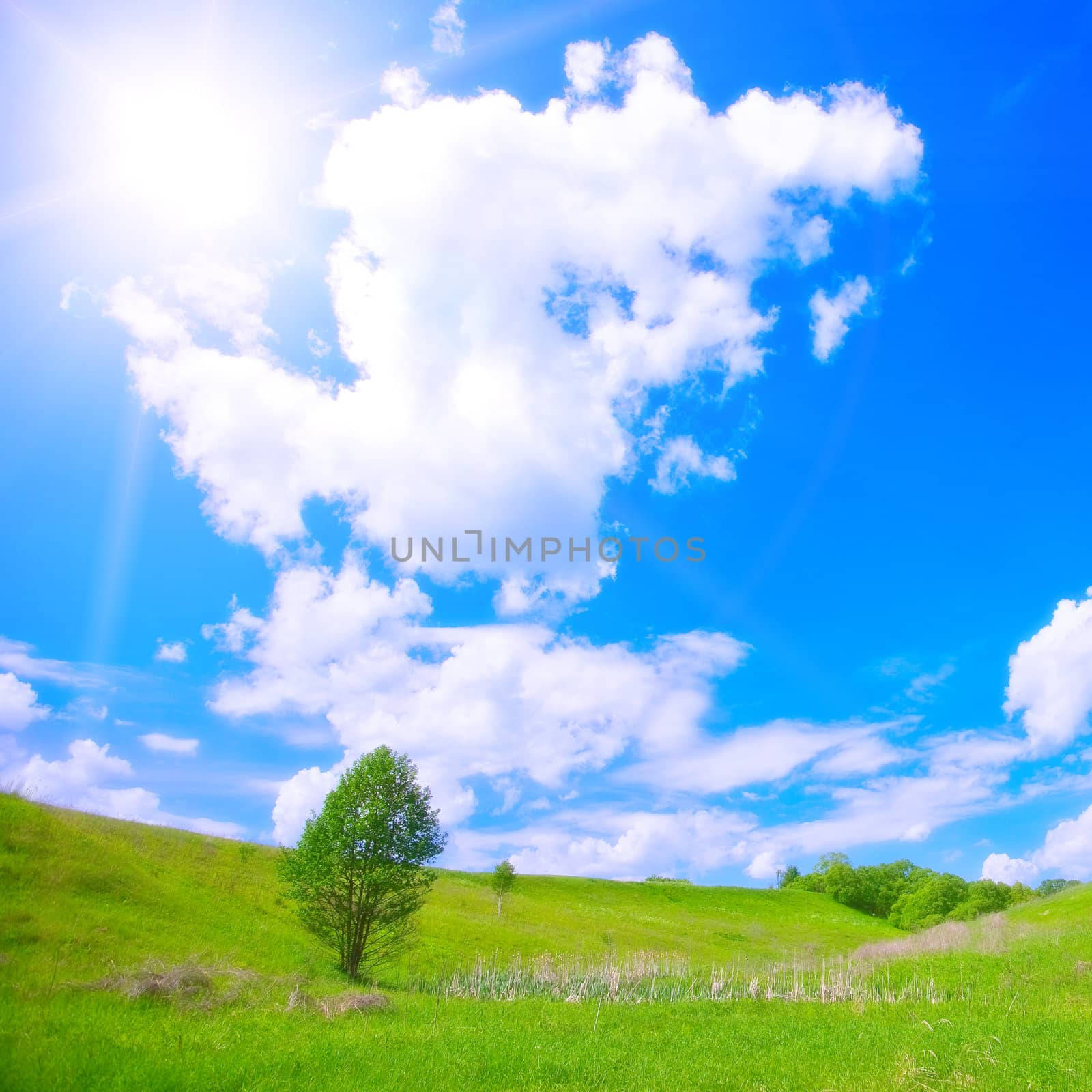 Green grass, sunlight and blue sky