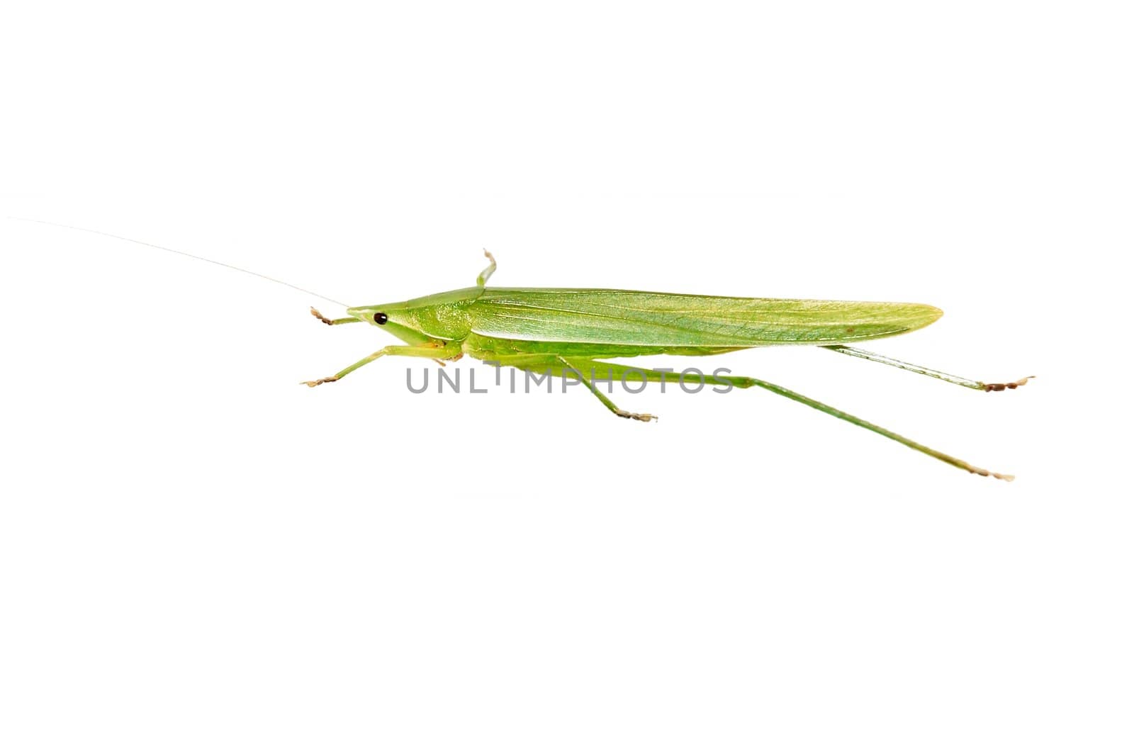 Amazing insect - Green Grasshopper isolated on white.
