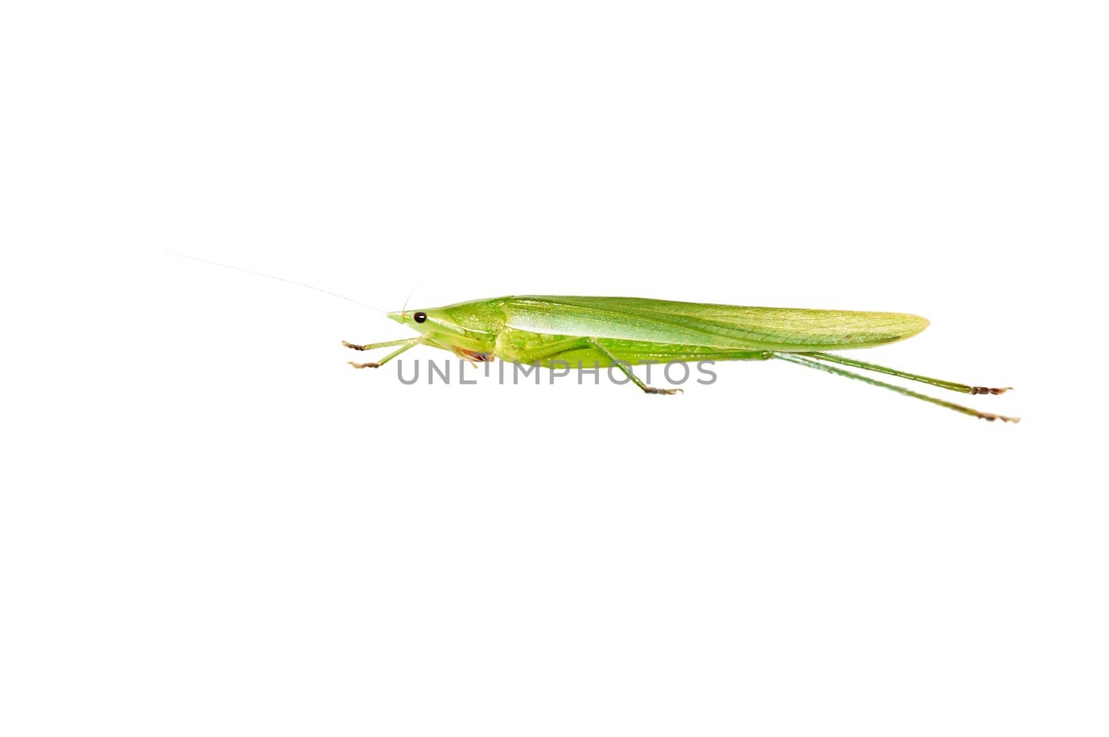 Amazing insect - Green Grasshopper isolated on white.